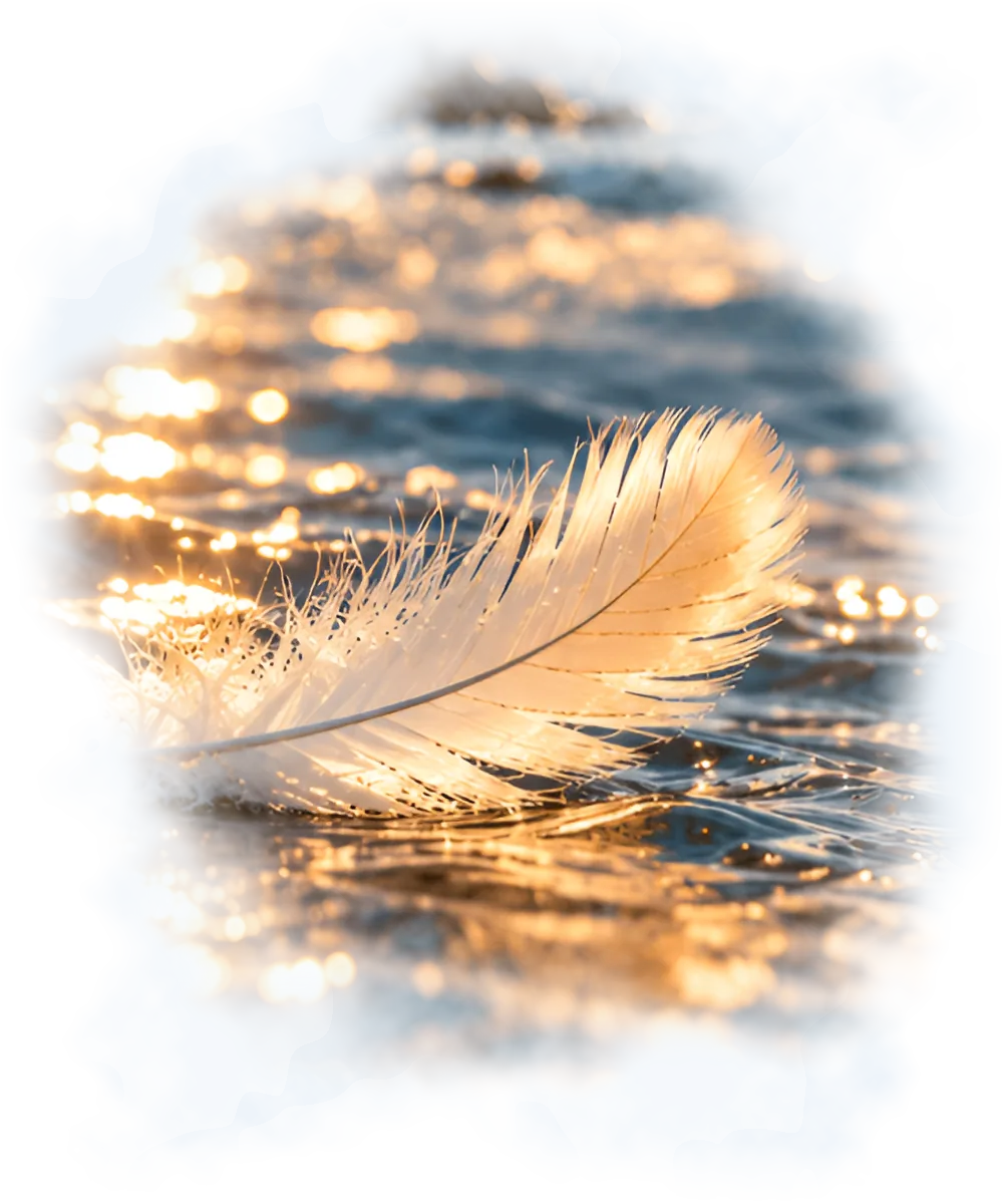 A white feather resting on sunlit water